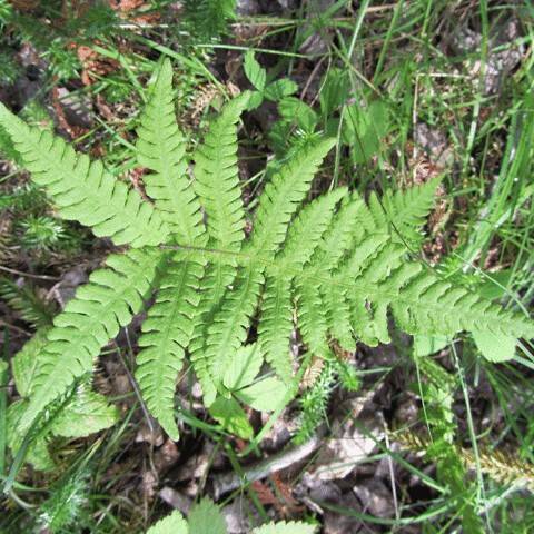 broad beech fern (Phegopteris hexagonoptera) plant