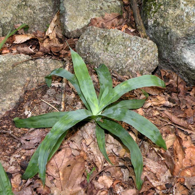 Broad Leaved Sedge (Carex platyphylla) plant