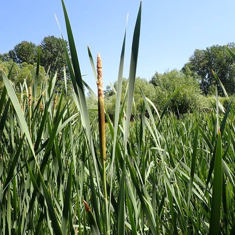 broadleaf cattail (Typha latifolia) plant