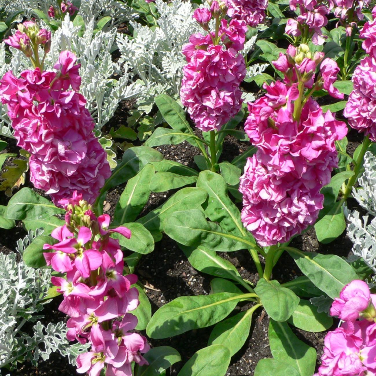 brompton stock (Matthiola incana) plant