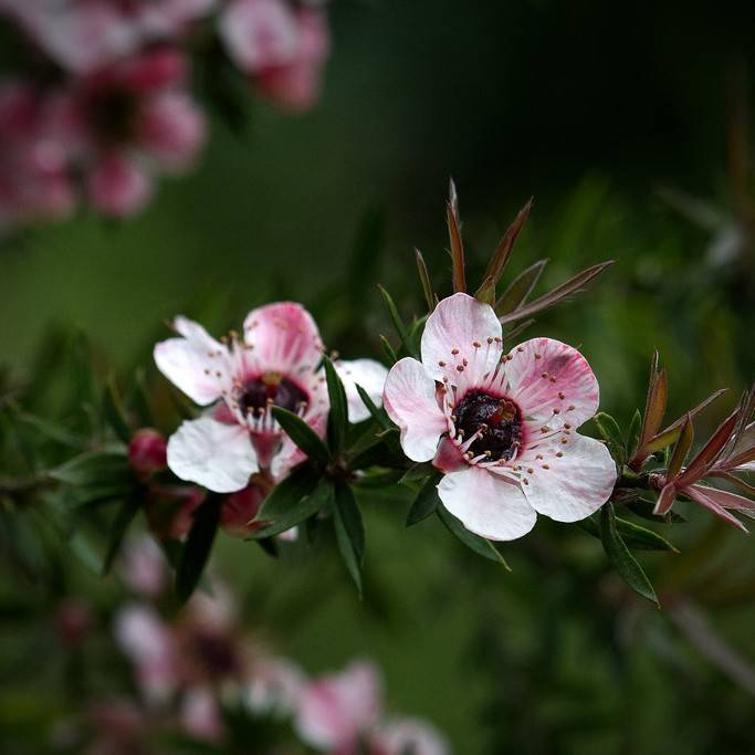 broom tea tree (Leptospermum scoparium) plant