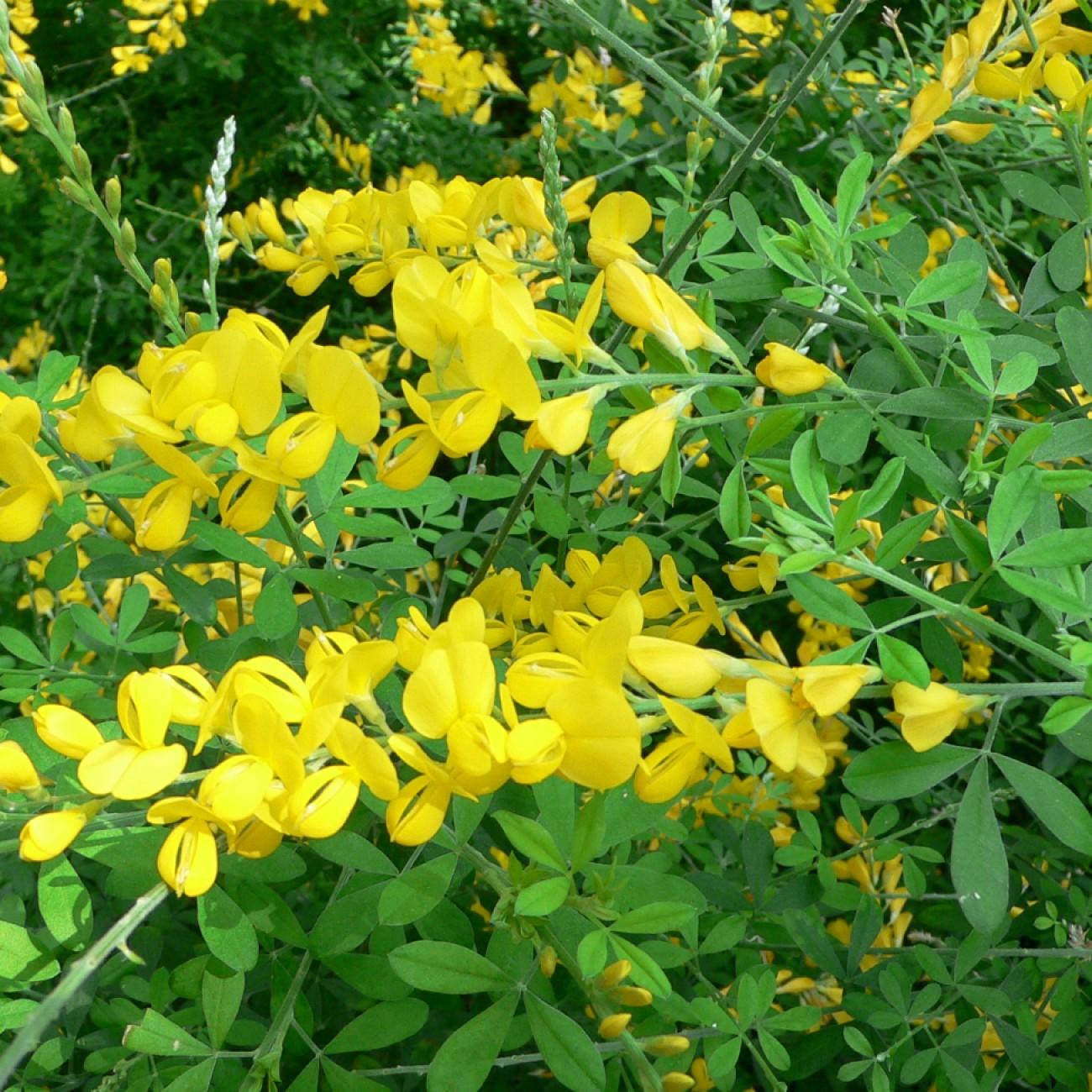 broom (Genista spachiana) plant