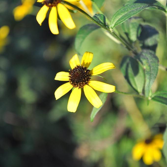 brown-eyed Susan (Rudbeckia triloba) plant