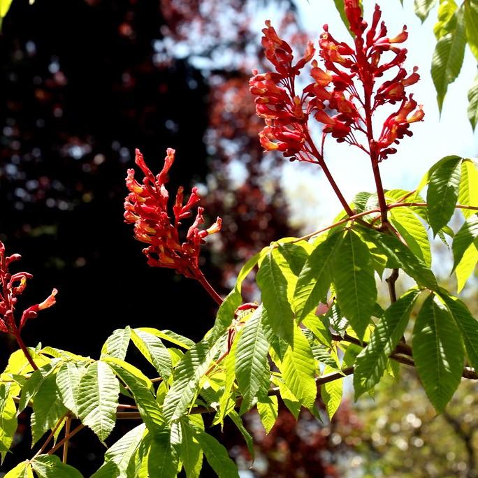 buckeye (Aesculus woerlitzensis) plant — close-up photo