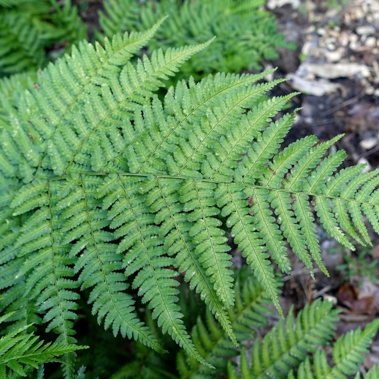 buckler fern (Dryopteris complexa 'Robust') plant — close-up photo