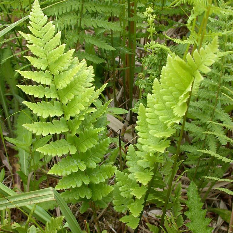buckler fern (Dryopteris complexa 'Rumpelstiltskin') plant — close-up photo