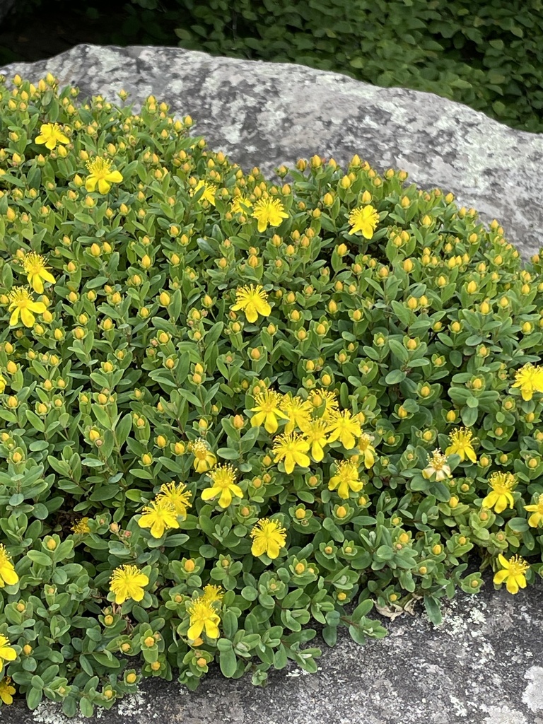 Buckley's St. Johnswort (Hypericum buckleyi) plant