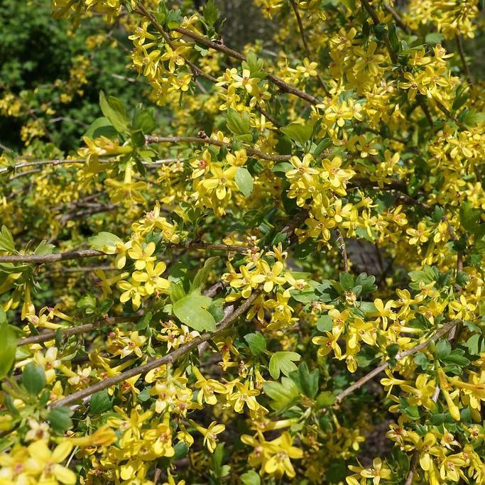 buffalo currant (Ribes aureum) plant