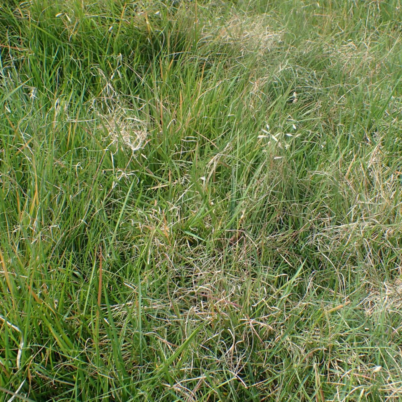 buffalo grass (Buchloe dactyloides 'Cody') plant — close-up photo