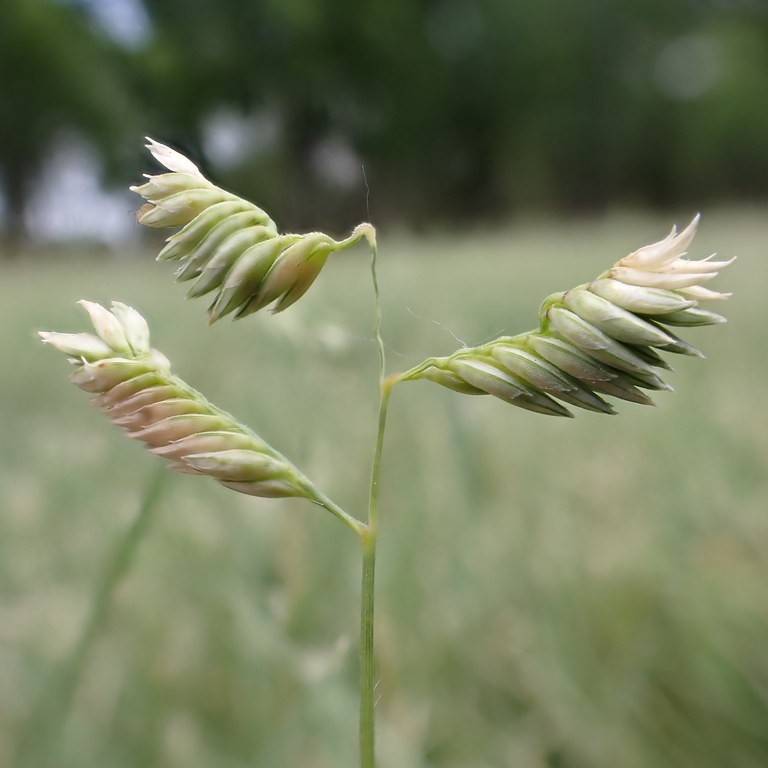 Buffalograss (Bouteloua dactyloides) plant