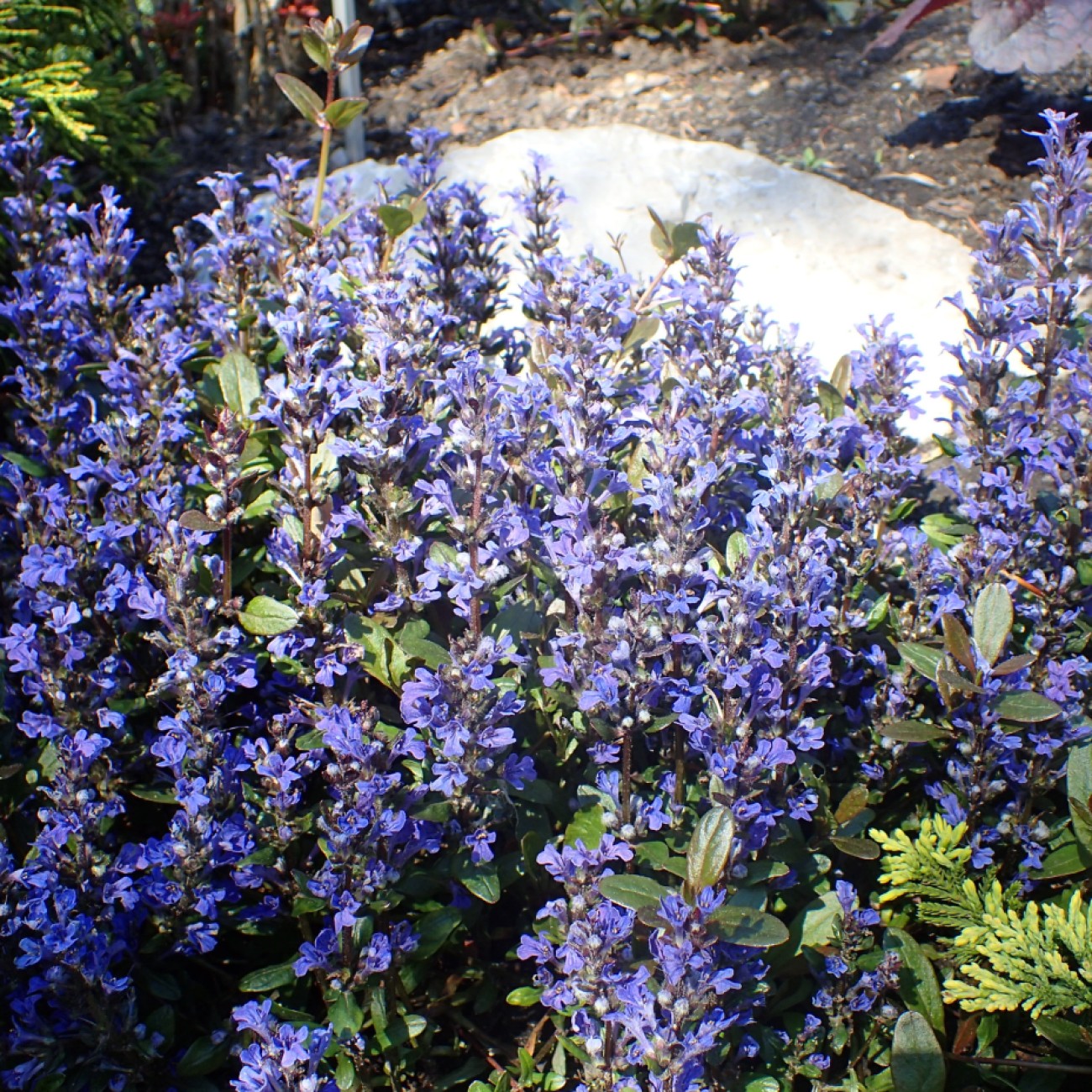 bugleweed (Ajuga reptans 'Braunherz') plant — close-up photo