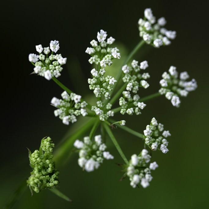 Bulb Bearing Water Hemlock (Cicuta bulbifera) plant