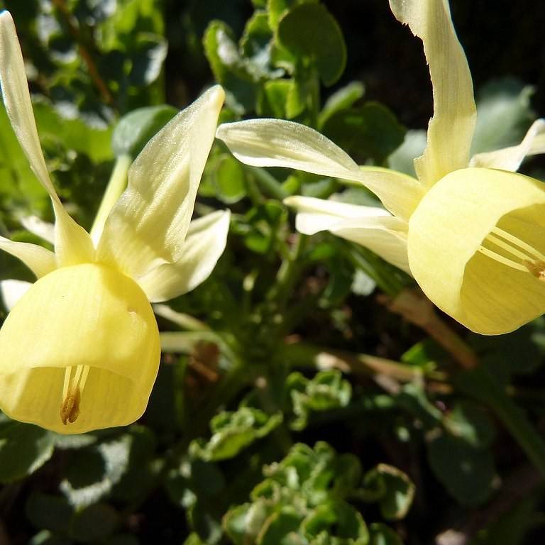 bulbocodium daffodil (Narcissus triandrus) plant