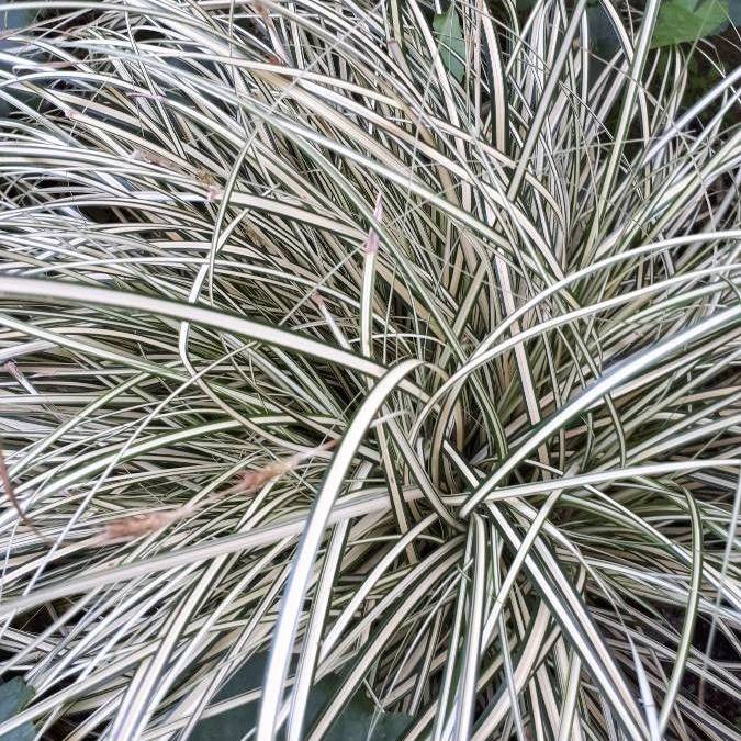 Bulbous Oatgrass (Arrhenatherum elatius subsp. bulbosum) plant
