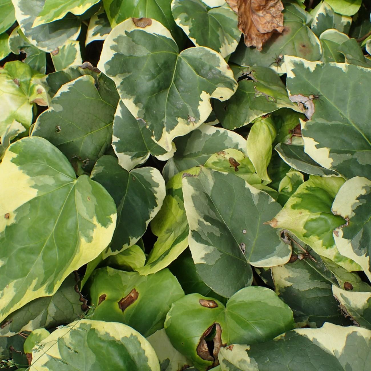 bullock's heart ivy (Hedera colchica 'Dentata Variegata') plant