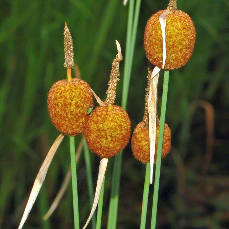 bullrush (Typha minima) plant