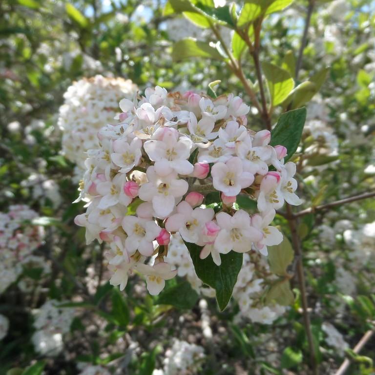 Burkwood viburnum (Viburnum x burkwoodii) plant