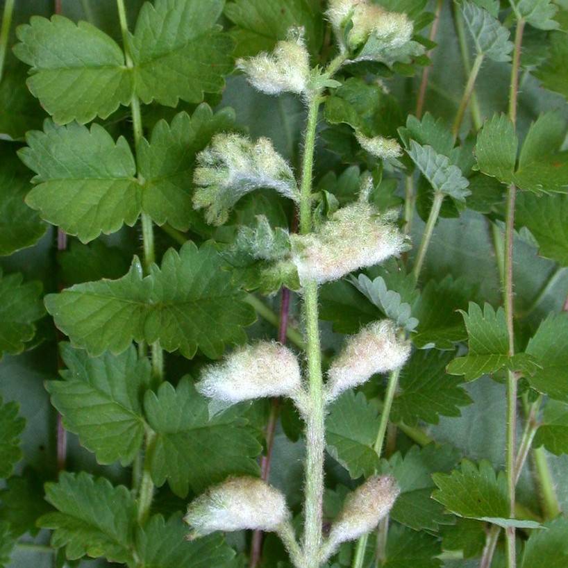 burnet (Sanguisorba minor) plant
