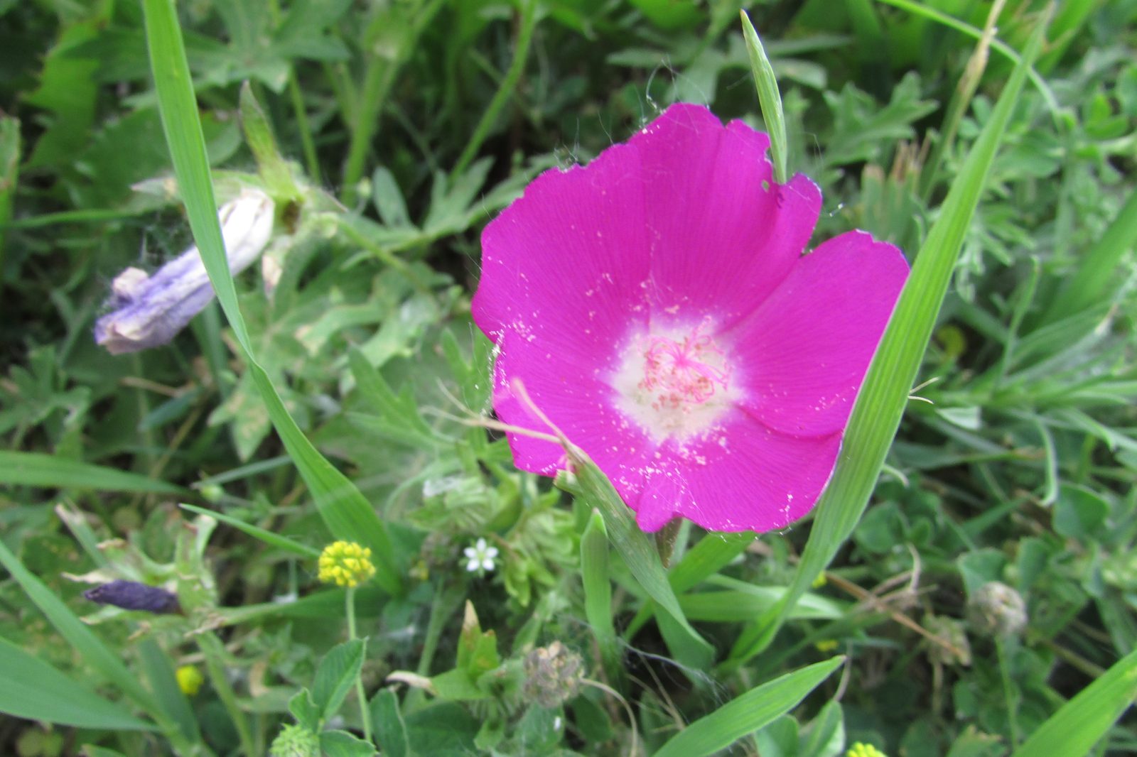 Bush's poppy mallow (Callirhoe bushii) plant