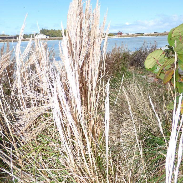 bushy bluestem (Andropogon glomeratus) plant — close-up photo