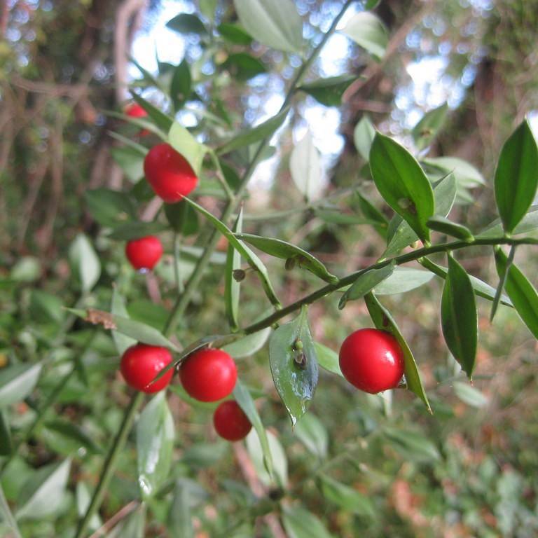 butcher's broom (Ruscus aculeatus) plant