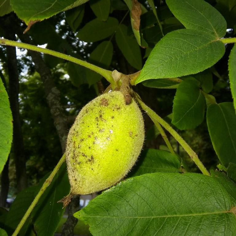 butter nut (Juglans cinerea) plant