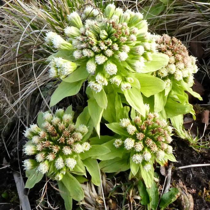 butterbur (Petasites japonicus) plant