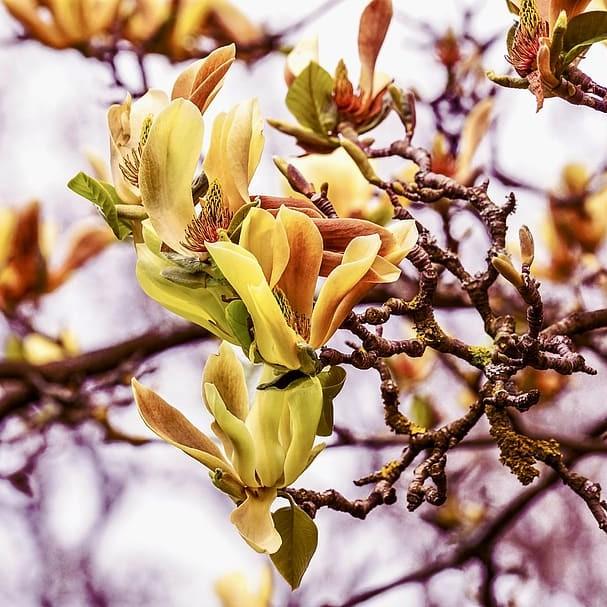 Butterflies Magnolia (Magnolia 'Butterflies') plant — close-up photo