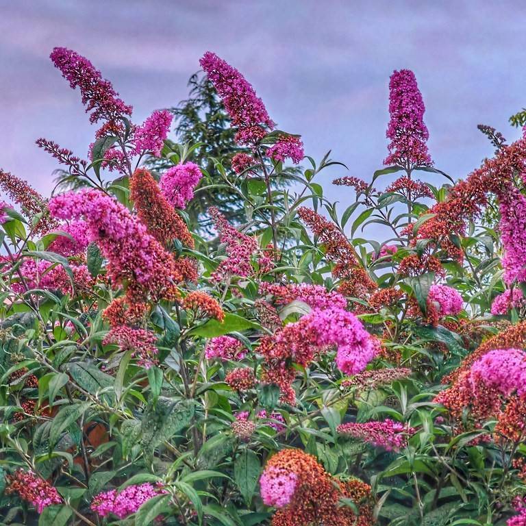 butterfly bush (Buddleja davidii 'PIIBD-II' FIRST EDITIONS FUNKY FUCHSIA) plant — close-up photo