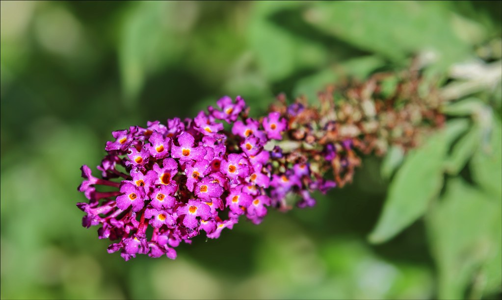 butterfly bush (Buddleja davidii 'PIIBD-III' FIRST EDITIONS PSYCHEDELIC SKY) plant — close-up photo