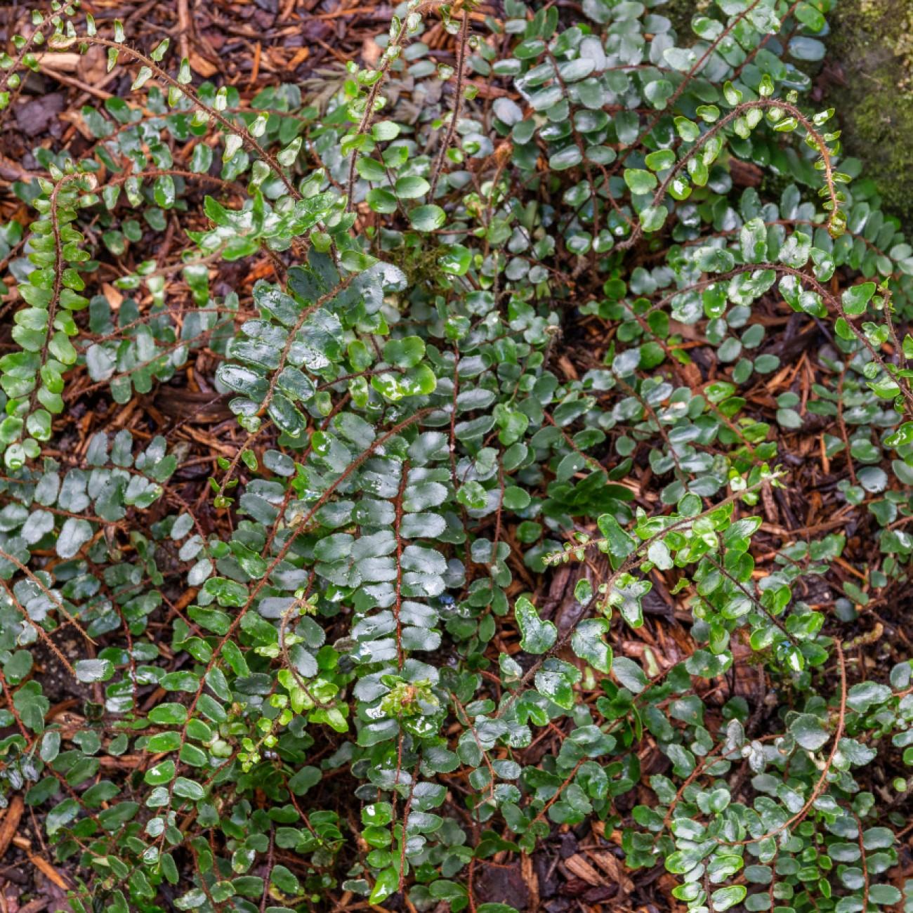 button fern (Pellaea rotundifolia) plant