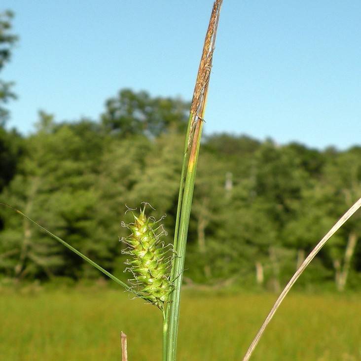 Button Sedge (Carex bullata) plant