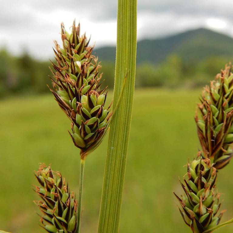 Buxbaum's Sedge (Carex buxbaumii) plant