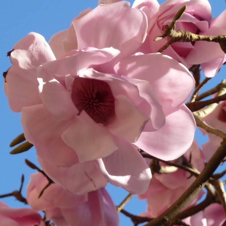 Caerhays Belle magnolia (Magnolia 'Caerhays Belle') plant