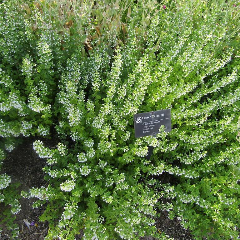 calamint (Calamintha nepeta subsp. nepeta) plant — close-up photo