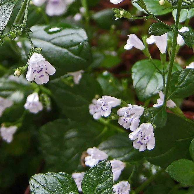 calamint (Calamintha nepeta) plant — close-up photo