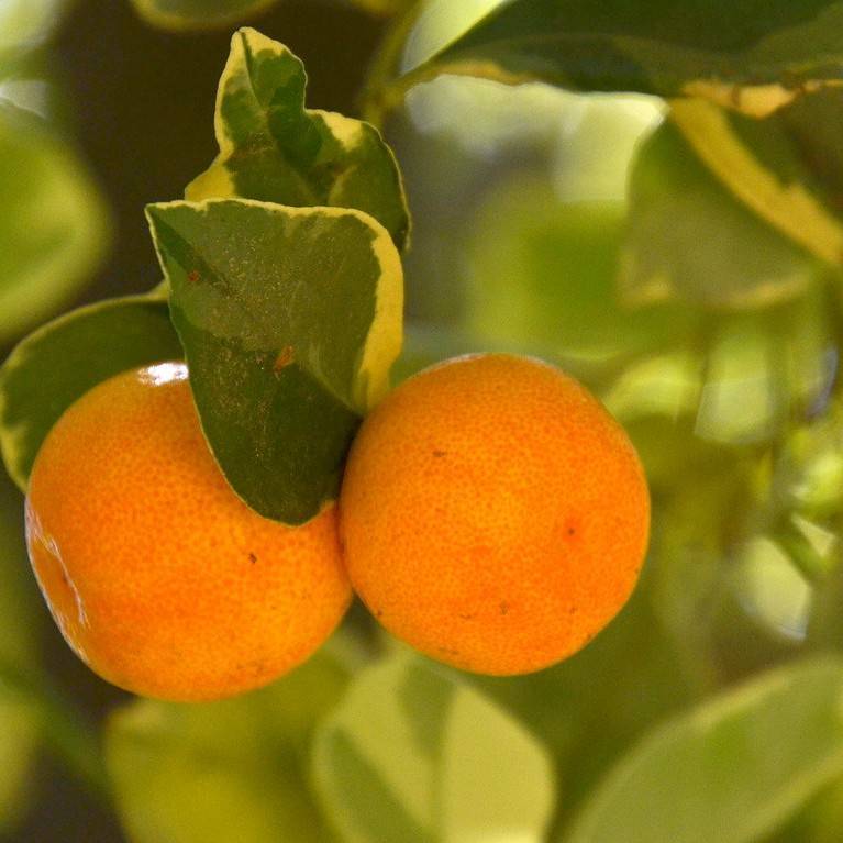 calamondin orange (x Citrofortunella microcarpa) plant