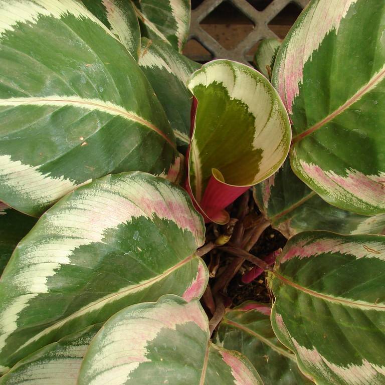 calathea (Calathea roseopicta) plant