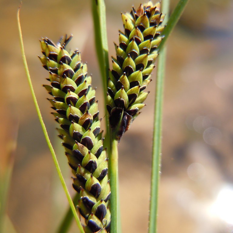 Calcareous Water Sedge (Carex aquatilis var. substricta) plant