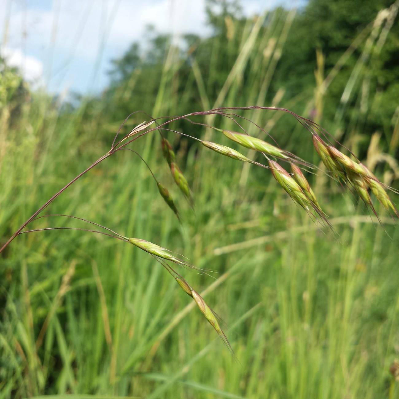 California Brome (Bromus sitchensis var. carinatus) plant