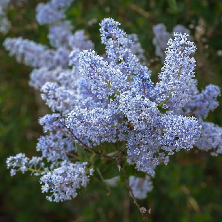California lilac (Ceanothus delileanus 'Gloire de Versailles') plant — close-up photo
