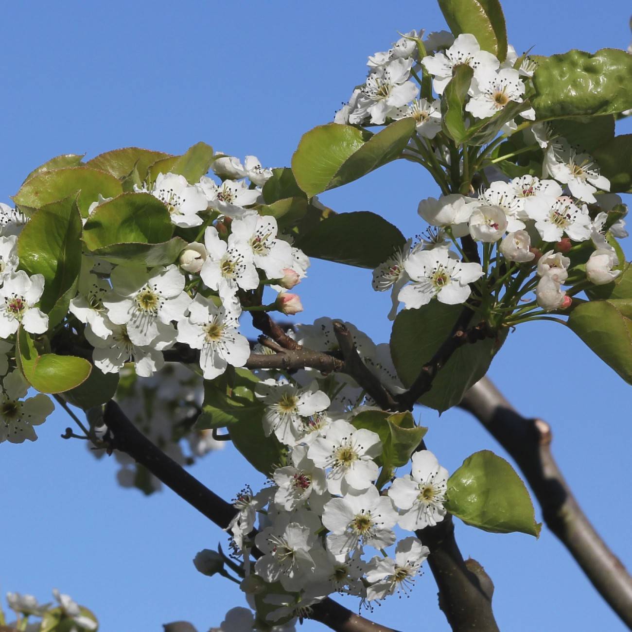 callery pear (Pyrus calleryana 'Chanticleer') plant