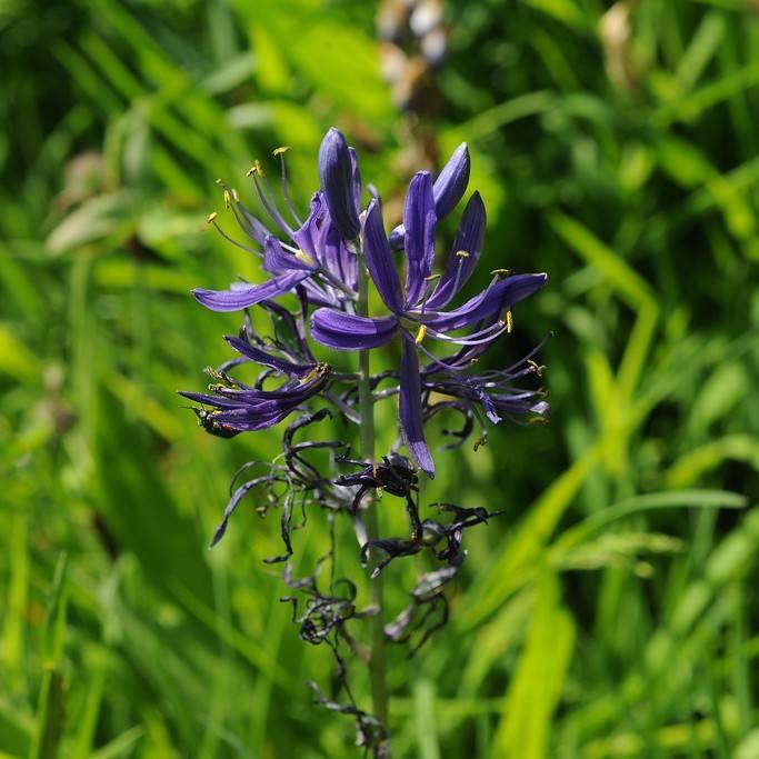 camass (Camassia leichtlinii subsp. suksdorfii 'Blauwe Donau' BLUE DANUBE) plant — close-up photo