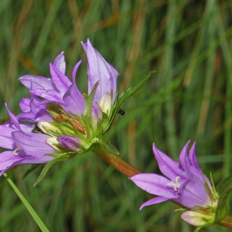 Campanule Agglomérée (Campanula glomerata subsp. glomerata) plant