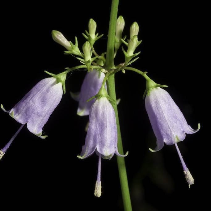 Campanule À Feuilles Larges (Campanula latifolia subsp. latifolia) plant