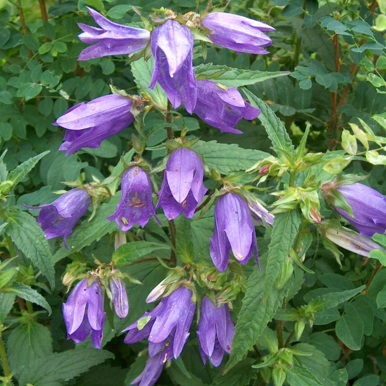 Campanule Gantelée (Campanula trachelium subsp. trachelium) plant