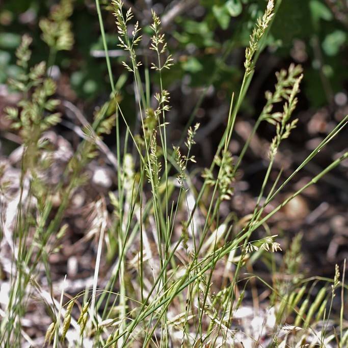 Canada bluegrass (Poa compressa) plant