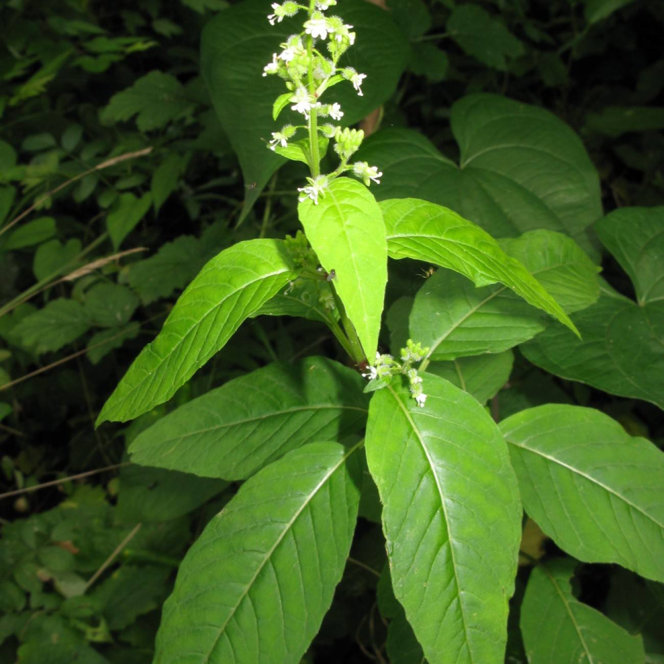 Canada Enchanter's Nightshade (Circaea canadensis subsp. canadensis) plant
