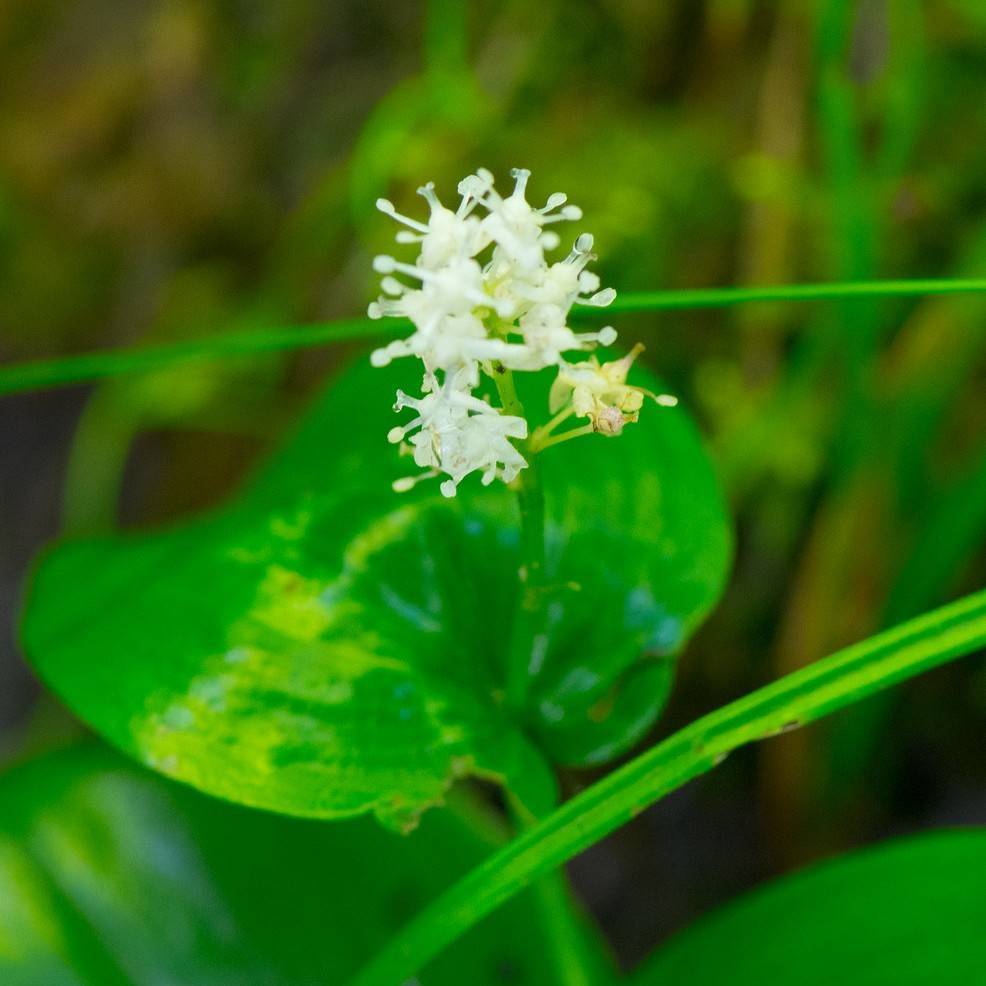 Canada Mayflower (Maianthemum canadense) plant