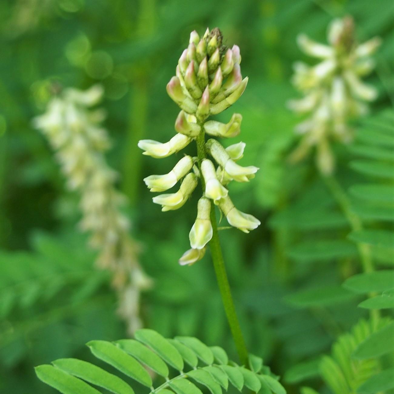Canada Milk-Vetch (Astragalus canadensis var. canadensis) plant